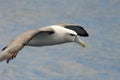 Shy Albatross Royalty Free Stock Photo