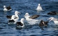 Shy Albatross, Antarctic Giant-Petrel, Zuidelijke Reuzenstormvogel, Witkapalbatros, Thalassarche cauta, Macronectes giganteus.