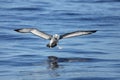 Shy Albatross coming down to land