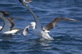 Shy Albatross Royalty Free Stock Photo