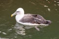 Shy Albatross - Lakes Entrance Royalty Free Stock Photo