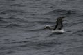 Shy albatross sitting on ocean surface