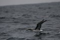 Shy albatross sitting on ocean surface Royalty Free Stock Photo