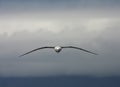 Shy Albatross, Thalassarche cauta