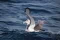 Shy Albatross, Witkapalbatros, Thalassarche cauta