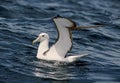 Shy Albatross, Witkapalbatros, Thalassarche cauta Royalty Free Stock Photo