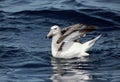 Shy Albatross, Witkapalbatros, Thalassarche cauta Royalty Free Stock Photo