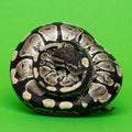 Ball Python Curled into a Protective Ball on Green Background Royalty Free Stock Photo