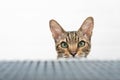shy bengal cat hiding behind staircase Royalty Free Stock Photo