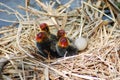 Shy Bird Royalty Free Stock Photo