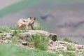 Shy black backed jackal scavenging for food on the side of mount Royalty Free Stock Photo