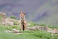 Shy black backed jackal scavenging for food on the side of mount Royalty Free Stock Photo
