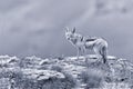 Shy black backed jackal scavenging for food on the side of mount Royalty Free Stock Photo