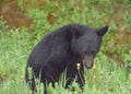 A shy black bear cub posing for the camera Royalty Free Stock Photo