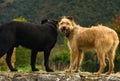 Black dog looks at the horizon and a brown dog poses for a photo Royalty Free Stock Photo
