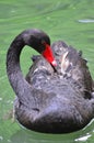 Shy black swan Royalty Free Stock Photo