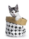 Shy blue tabby high white harlequin maine coon cat kitten sitting in black and white paper bag with one paw over edge, looking str