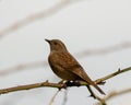 Shy Brown Dunnock, Prunella modularis, perched on Spring time budding rose branch Royalty Free Stock Photo