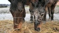 Shy brown thoroughbred eats hay. Endurance horse farm. Strong, fast and wiry stallion for endurance races.