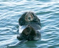 Shy California Sea Otter in Morro Bay on the Central California Coast