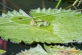 Shy care weight Green pond frog