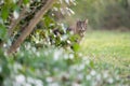 shy cat hiding behind bushes outdoors in nature Royalty Free Stock Photo