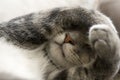 Shy Cat with Paws over Face Royalty Free Stock Photo