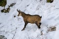 Male chamois spotted in its natural, protected, mountain habitat in Piatra Craiului mountains, Romania Royalty Free Stock Photo