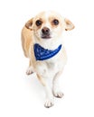 Shy Chihuahua Dog Wearing Blue Bandana Royalty Free Stock Photo