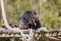 Shy chimpazee and bay the safari park