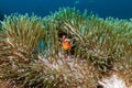 Shy Clownfish in the tentacles of its home anemone on a tropical reef Royalty Free Stock Photo