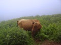 Shy cow in mountains looking like the one from Milka chocolate advertisment