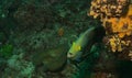 Shy and curious koran angelfish peeking out from under a rock crevice in watamu, kenya Royalty Free Stock Photo