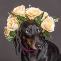 Shy dachsund dog in a flower crown Royalty Free Stock Photo