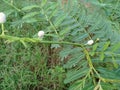 The shy daughter plant (Mimosa pigra) that grows behind the house