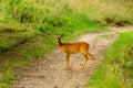 Shy deer standing on a trail in a nature reserve Royalty Free Stock Photo