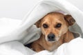 A shy dog hiding under a white blanket Royalty Free Stock Photo