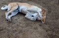 Shy dog sleeping on ground Royalty Free Stock Photo