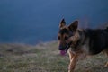 Shy dog walking in mountains Royalty Free Stock Photo