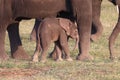 Shy Elephant Cub Royalty Free Stock Photo