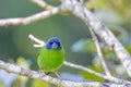 Blue-faced Parrot Finch in Queensland Australia