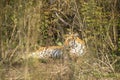 shy and elusive wild female bengal tiger or panthera tigris camouflage in grass in winter season morning safari at dhikala zone of Royalty Free Stock Photo