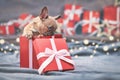 Shy French Bulldog dog puppy hiding in red Christmas gift box with ribbon Royalty Free Stock Photo