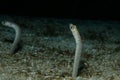 Shy garden eels