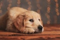 Shy golden retriever puppy laying with head on the floor Royalty Free Stock Photo