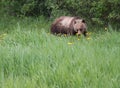 Shy Grizzly Royalty Free Stock Photo