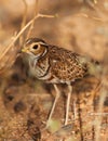 The shy Heuglin's Courser