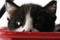 Shy kitten closeup looking at camera Royalty Free Stock Photo