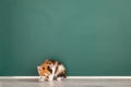 Shy kitten enters elementary school for the first time Royalty Free Stock Photo