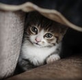 Shy kitten hiding Royalty Free Stock Photo